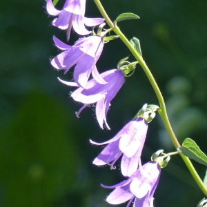 Photographie n°2220015 du taxon Campanula rapunculoides L. [1753]