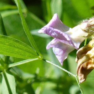 Photographie n°2220036 du taxon Vicia sepium L. [1753]