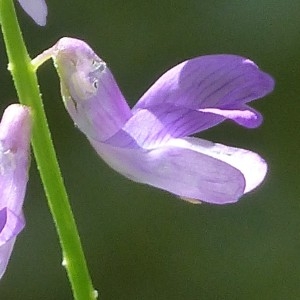 Photographie n°2220047 du taxon Vicia tenuifolia Roth [1788]