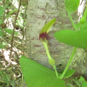 Photographie n°2220075 du taxon Aristolochia rotunda L.