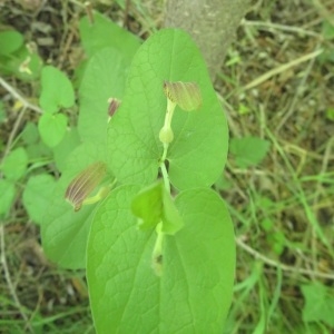 Photographie n°2220077 du taxon Aristolochia rotunda L.