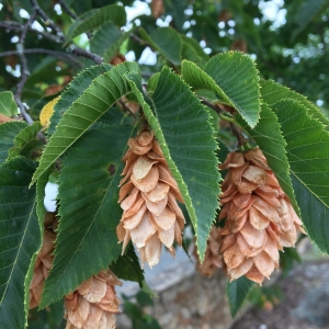 Photographie n°2220103 du taxon Ostrya carpinifolia Scop. [1772]