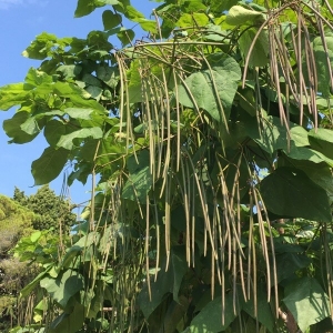 Photographie n°2220220 du taxon Catalpa bignonioides Walter [1788]