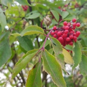 Photographie n°2220234 du taxon Sambucus racemosa L. [1753]