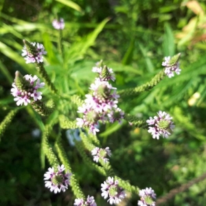  - Verbena hastata L. [1753]