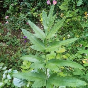 Photographie n°2220296 du taxon Apiaceae 