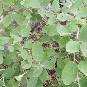 Photographie n°2220310 du taxon Viburnum lantana L. [1753]