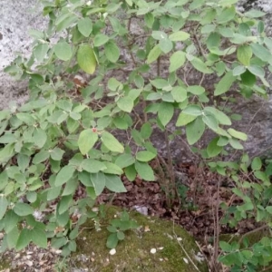 Photographie n°2220312 du taxon Viburnum lantana L. [1753]