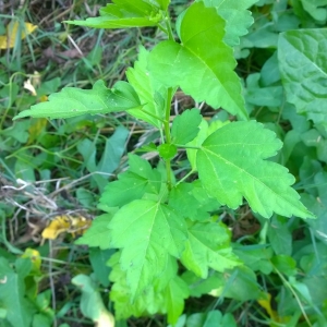 Photographie n°2220319 du taxon Hibiscus syriacus L. [1753]