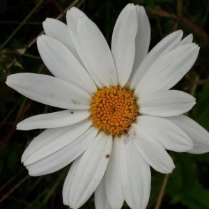 Photographie n°2220374 du taxon Leucanthemum vulgare Lam. [1779]