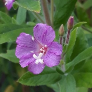 Photographie n°2220399 du taxon Epilobium hirsutum L.