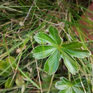 Photographie n°2220406 du taxon Alchemilla alpina L. [1753]