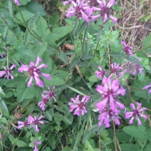 Photographie n°2220415 du taxon Betonica officinalis L. [1753]