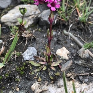 Photographie n°2220424 du taxon Viscaria alpina (L.) G.Don [1831]