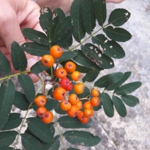 Photographie n°2220428 du taxon Sorbus aucuparia L. [1753]