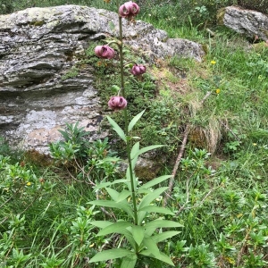 Photographie n°2220439 du taxon Lilium martagon L.