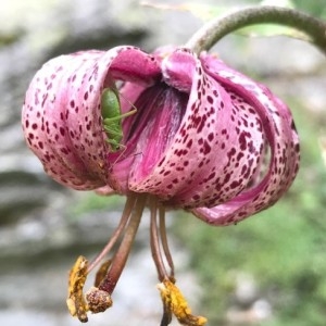 Photographie n°2220440 du taxon Lilium martagon L.