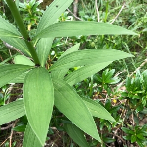 Photographie n°2220441 du taxon Lilium martagon L.