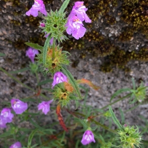 Photographie n°2220475 du taxon Galeopsis angustifolia Ehrh. ex Hoffm. [1804]