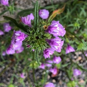 Photographie n°2220476 du taxon Galeopsis angustifolia Ehrh. ex Hoffm. [1804]