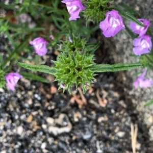 Photographie n°2220477 du taxon Galeopsis angustifolia Ehrh. ex Hoffm. [1804]