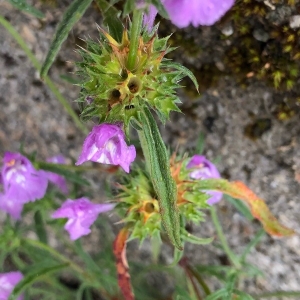 Photographie n°2220478 du taxon Galeopsis angustifolia Ehrh. ex Hoffm. [1804]