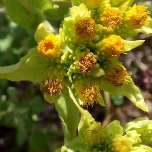 Photographie n°2220508 du taxon Inula bifrons L. [1763]