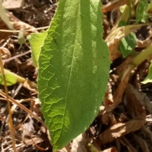 Photographie n°2220509 du taxon Inula bifrons L. [1763]