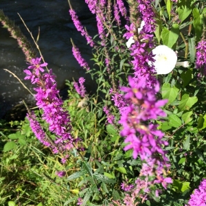 Photographie n°2220538 du taxon Lythrum salicaria L.