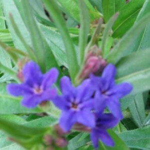Photographie n°2220553 du taxon Buglossoides purpurocaerulea (L.) I.M.Johnst. [1954]
