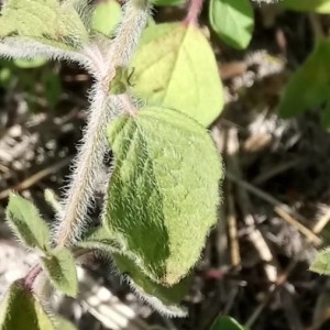 Photographie n°2220559 du taxon Clinopodium vulgare L. [1753]