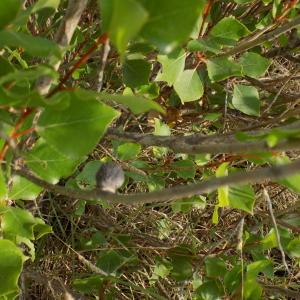 Photographie n°2220584 du taxon Populus nigra L. [1753]