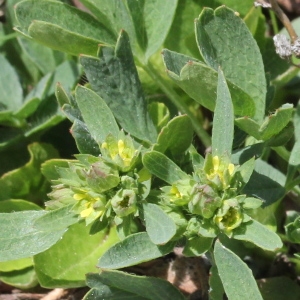 Photographie n°2220591 du taxon Sibbaldia procumbens L.