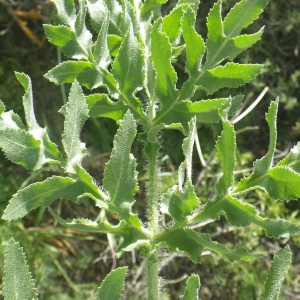 Opopanax hispidum (Friv.) Griseb.