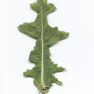Photographie n°2220729 du taxon Lactuca serriola L. [1756]