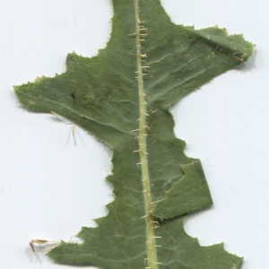 Photographie n°2220730 du taxon Lactuca serriola L. [1756]