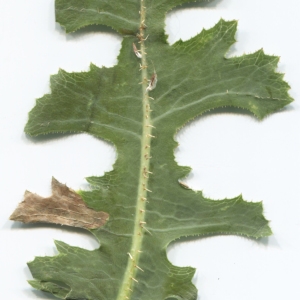 Photographie n°2220731 du taxon Lactuca serriola L. [1756]