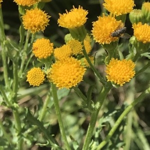 Photographie n°2220750 du taxon Tanacetum vulgare L. [1753]