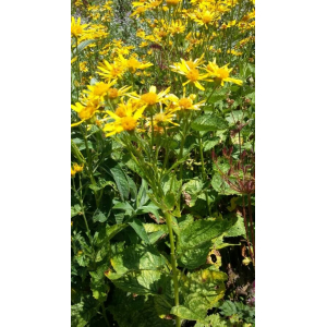 Senecio alpinus (L.) Scop. (Séneçon des Alpes)