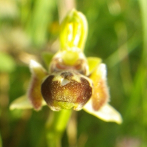 Photographie n°2220815 du taxon Ophrys umbilicata Desf. [1805]