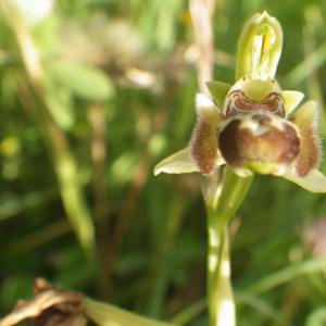 Photographie n°2220817 du taxon Ophrys umbilicata Desf. [1805]