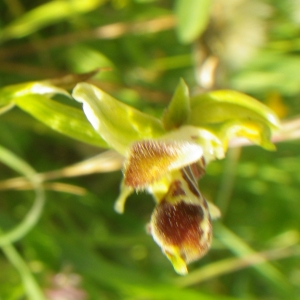 Photographie n°2220818 du taxon Ophrys umbilicata Desf. [1805]