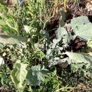 Photographie n°2220819 du taxon Brassica oleracea L. [1753]