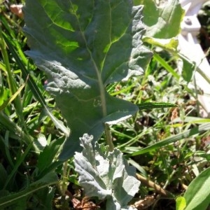 Photographie n°2220820 du taxon Brassica oleracea L. [1753]