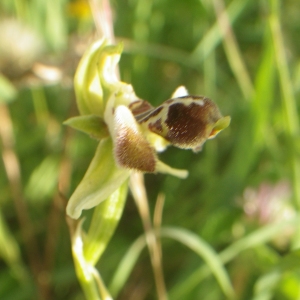 Photographie n°2220823 du taxon Ophrys umbilicata Desf. [1805]