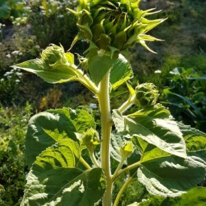 Photographie n°2220831 du taxon Helianthus annuus L. [1753]