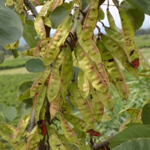 Photographie n°2220833 du taxon Cercis siliquastrum L. [1753]