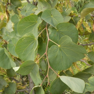 Photographie n°2220834 du taxon Cercis siliquastrum L. [1753]