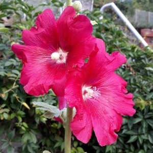 Photographie n°2220842 du taxon Alcea rosea L.