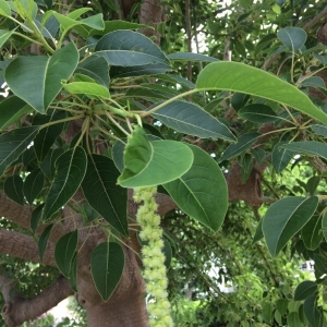 Photographie n°2220851 du taxon Phytolacca dioica L. [1762]